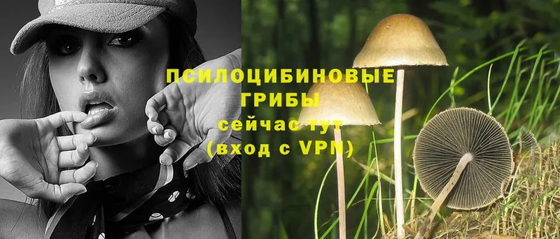 Галлюциногенные грибы Magic Shrooms  купить наркоту  Навашино 